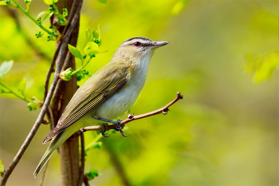 Red-eyed Vireo