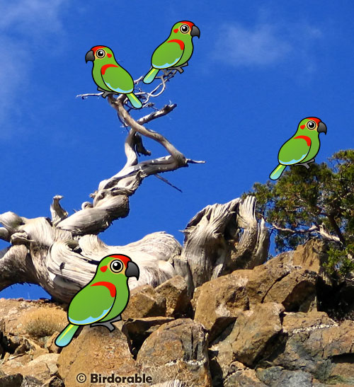 Birdorable Red-fronted Macaws