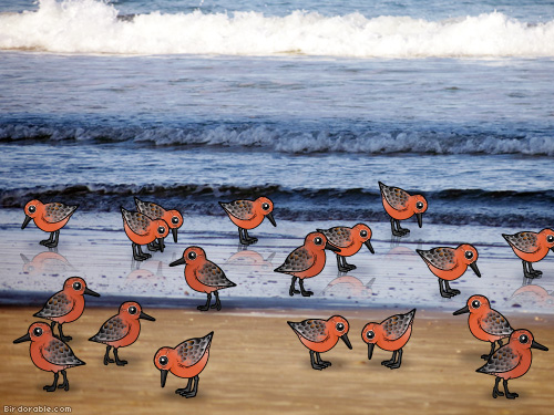 Red Knots on the beach
