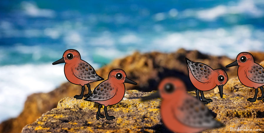 Birdorable Red Knots