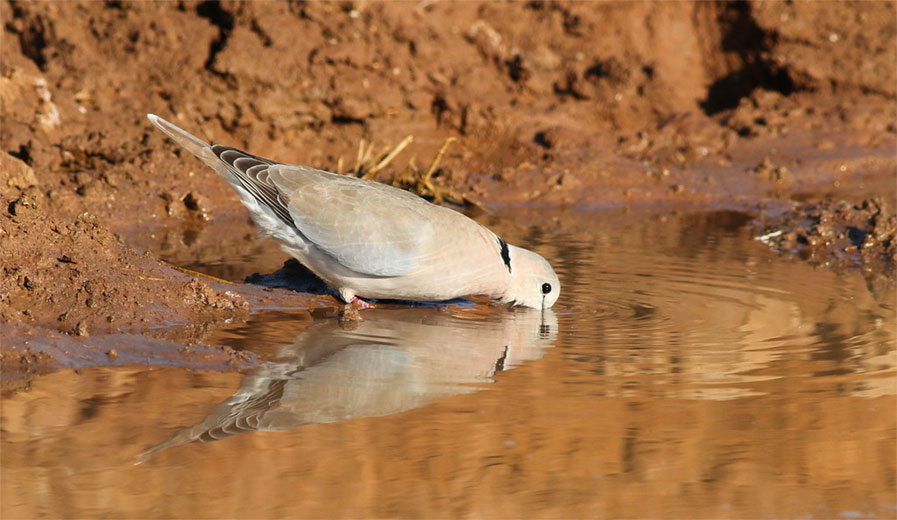 Ring-necked Dove