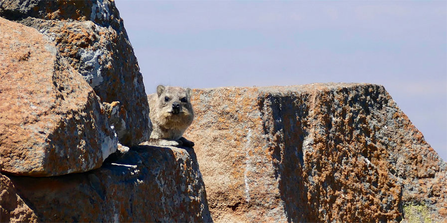 Rock Hyrax