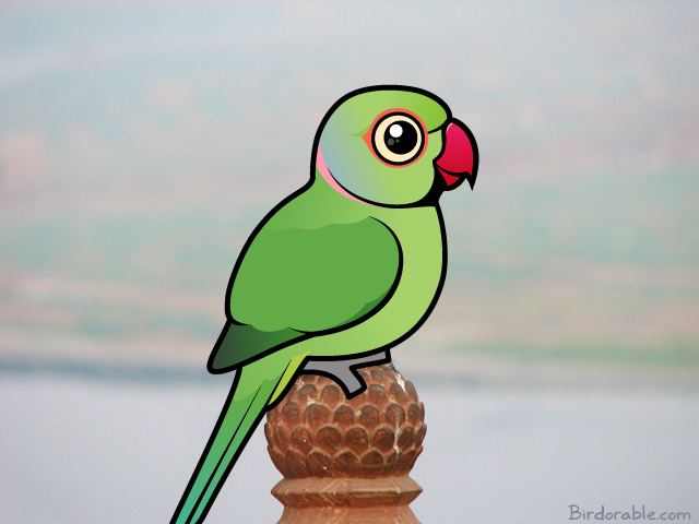 Birdorable Rose-ringed Parakeet in India