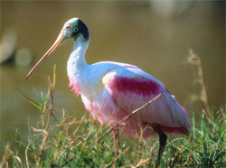 Roseate Spoonbill