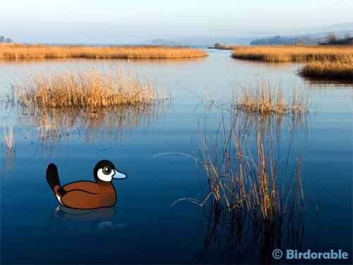Birdorable Ruddy Duck