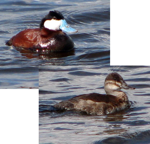 Birdorable Ruddy Duck