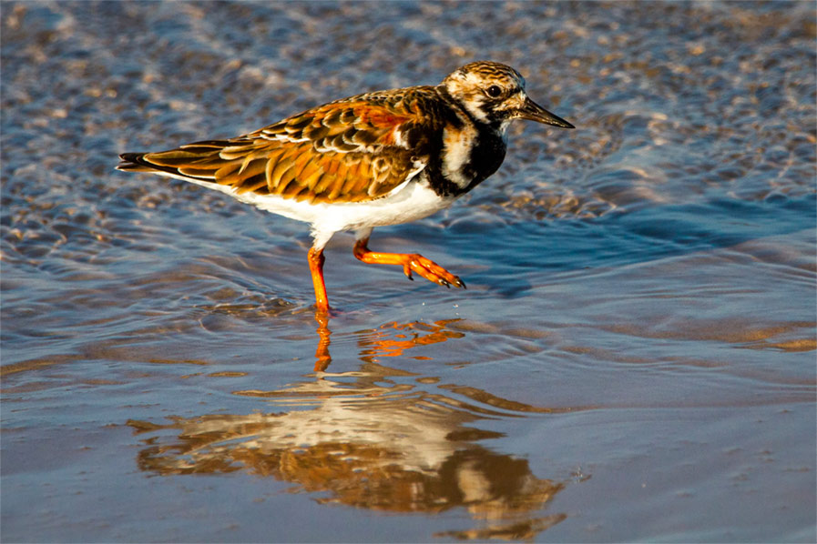 Ruddy Turnstone photo