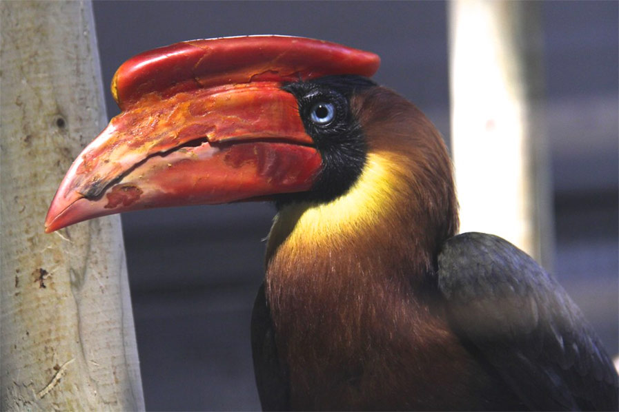 Rufous Hornbill