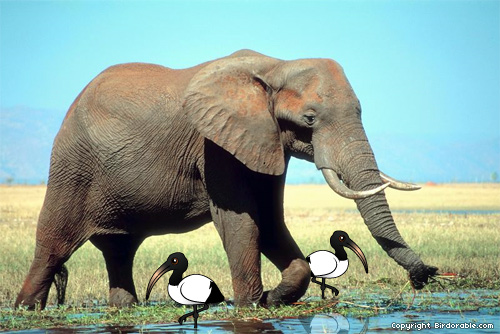 Birdorable Sacred Ibis