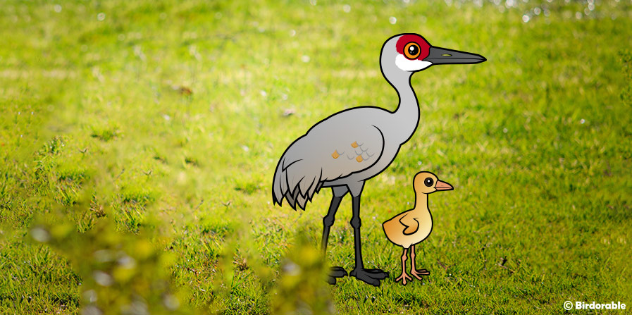 Parent Sandhill Crane with chick