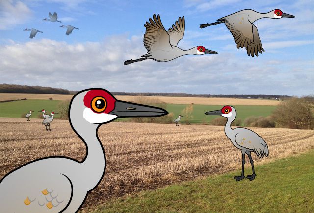Birdorable Sandhill Cranes in a field