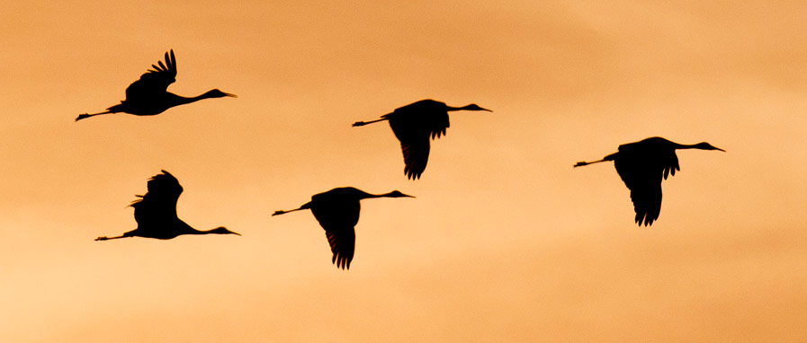 Sandhill Cranes in flight