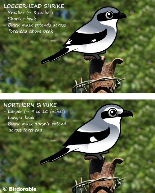Spot the differences between Loggerhead Shrike and Northern Shrike