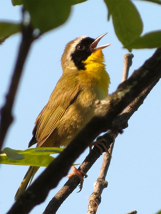 Singing Common Yellowthroat