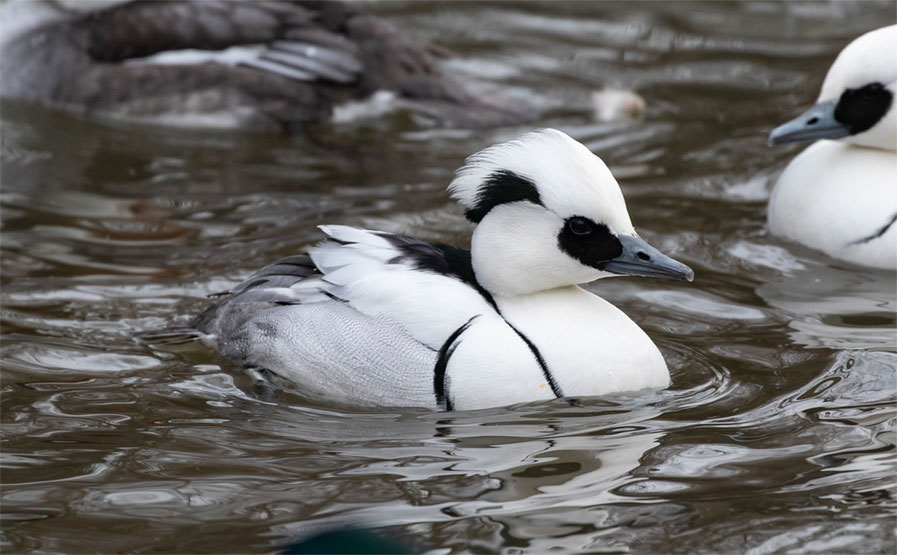 Smew photo