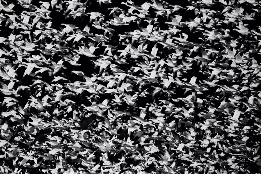 Huge flock of Snow Geese