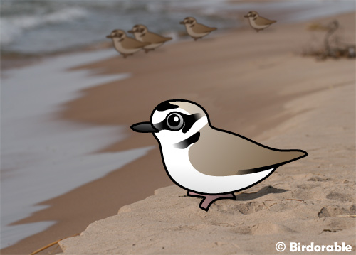 Birdorable Snowy Plovers