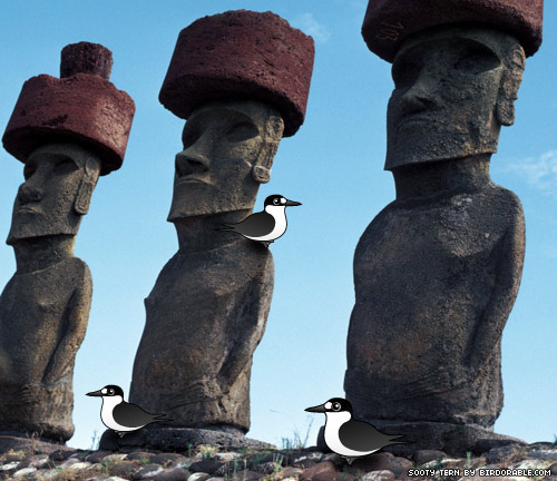 Birdorable Sooty Tern on Easter Island