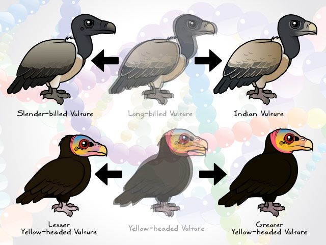 Split vulture species
