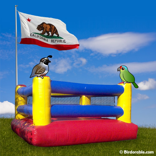 California Quail vs. Red-lored Amazon