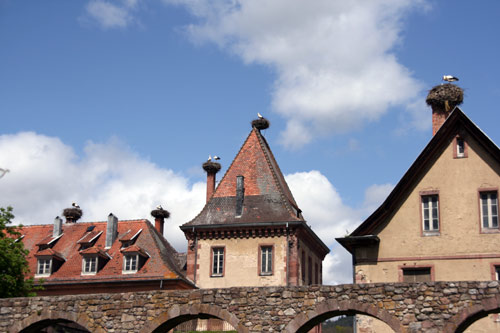 White Storks in Munster, France