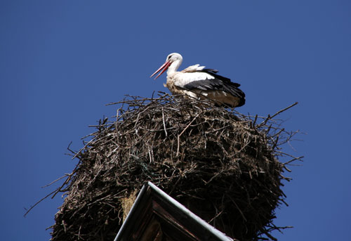 White Storks in Munster, France
