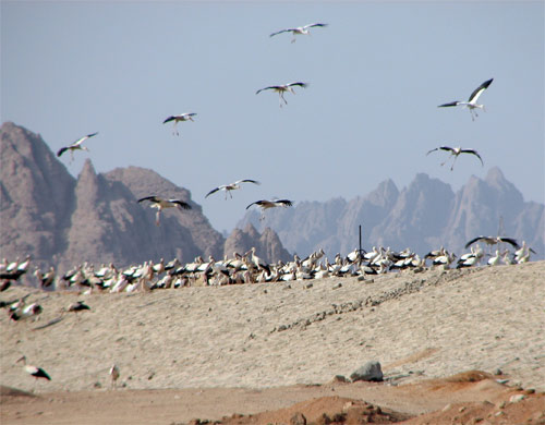 White Storks in Sharm-el-Sheikh, Egypt