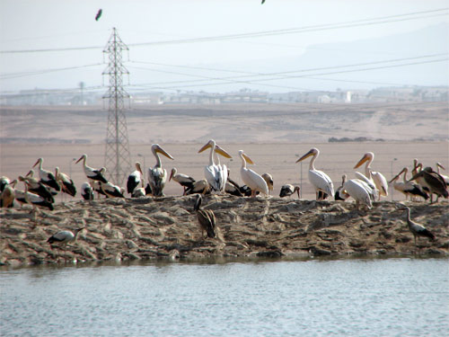 White Storks in Sharm-el-Sheikh, Egypt