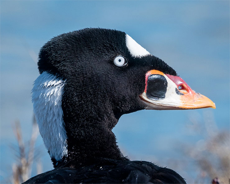 Surf Scoter Close-up Photo