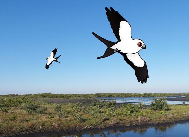 Birdorable Swallow-tailed Kites over Florida