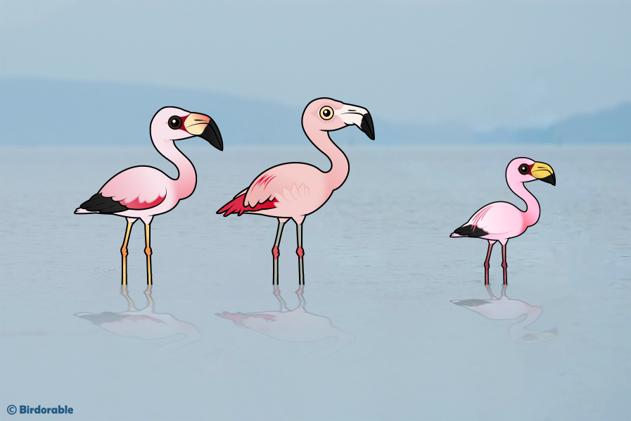 Birdorable birds of prey Cute animal drawings, Animal facts, Animals wild