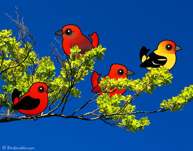 Birdorable tanagers on a branch