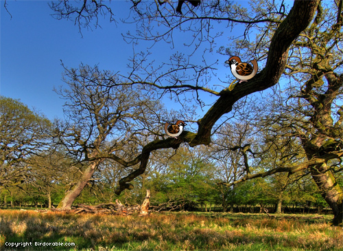 Birdorable Tree Sparrow