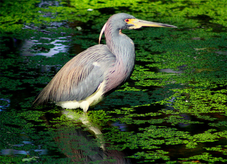 Tricolored Heron