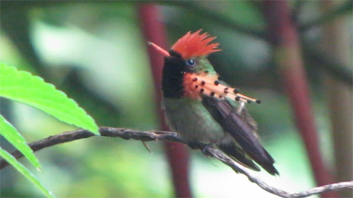 Tufted Coquette