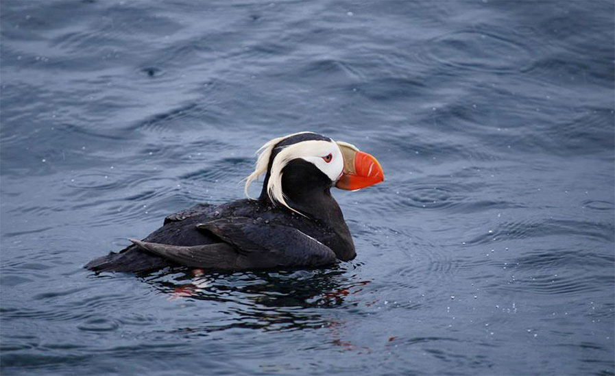 Tufted Puffin swimming