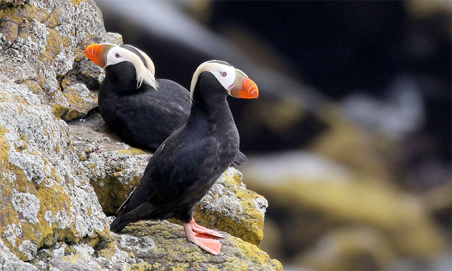 Tufted Puffins on a Rock