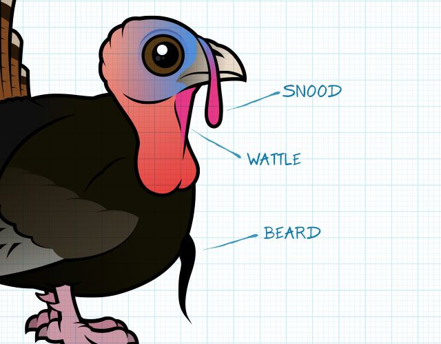 Snood, wattle and beard of a turkey