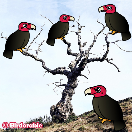 Birdorable Turkey Vulture