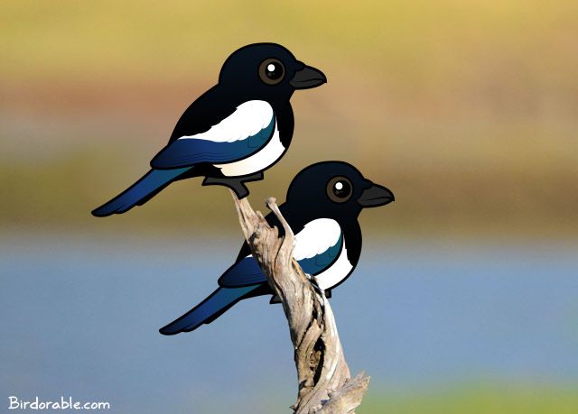 Two black-billed Magpies on a branch