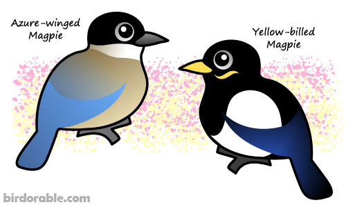 Two new Magpies