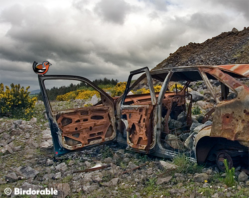 Birdorable Chaffinch on wrecked car