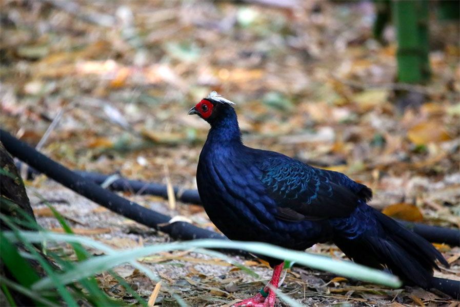 Vietnam Pheasant by cuatrok77