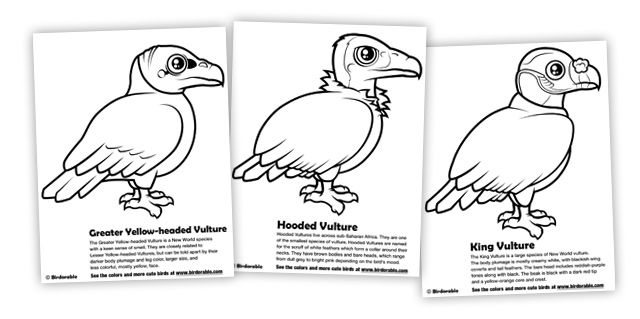 Vulture Coloring Pages