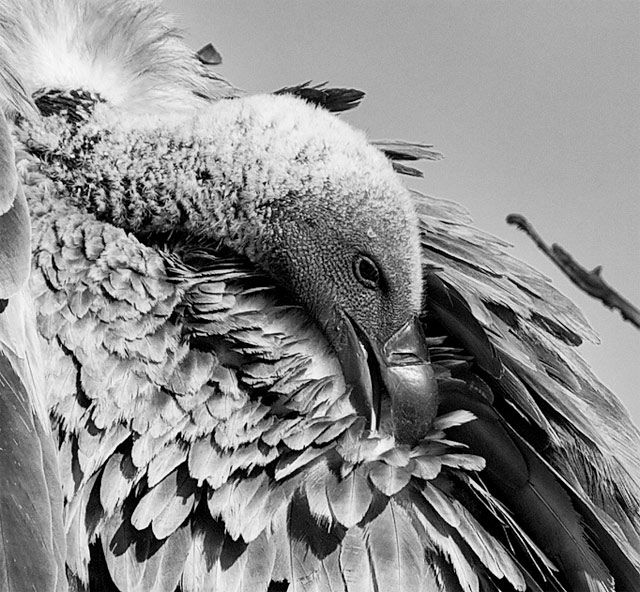Vulture preening