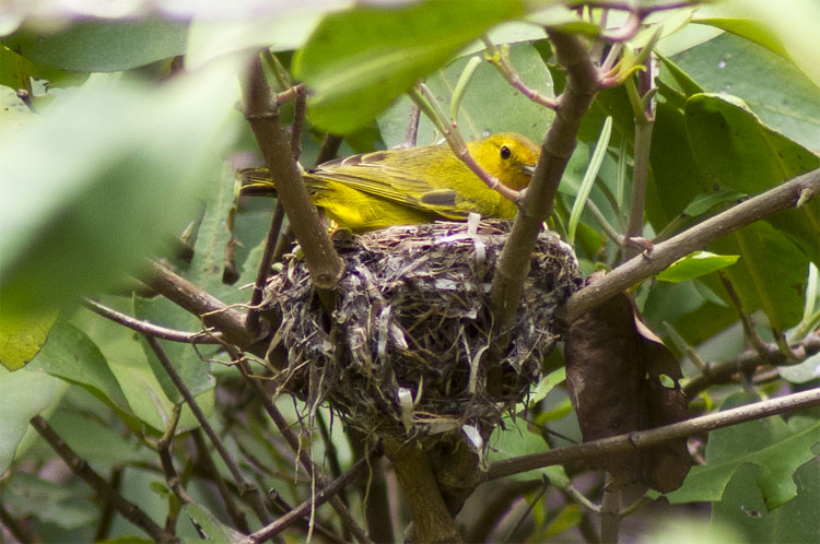 Yellow Warbler nest