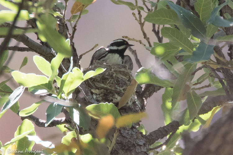 Male Black-throated Gray Warbler on nest