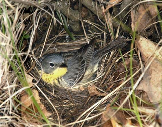 Kirtland's Warbler nest
