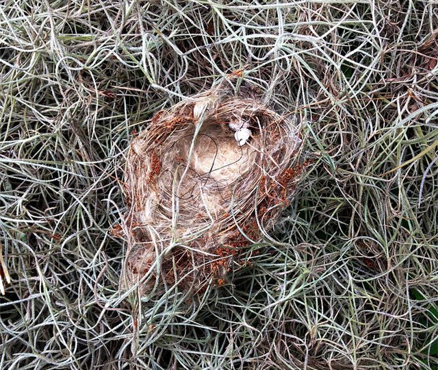 Northern Parula nest