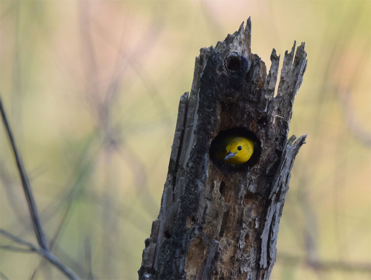 Prothonotary Warbler nest in tree